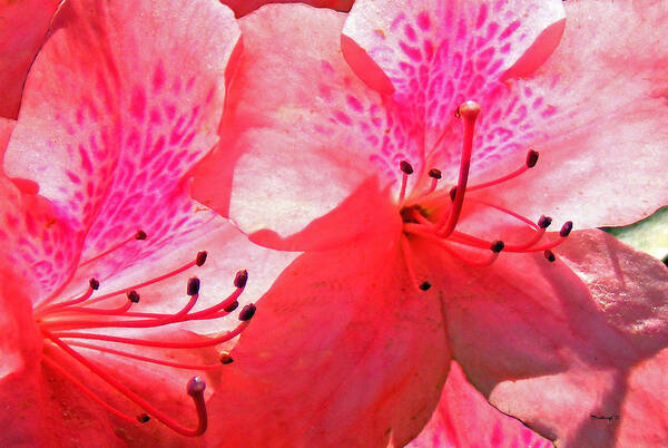 Plants Art Print featuring the photograph Azaleas Upclose by Duane McCullough