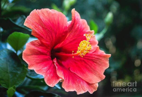 Hibiscus Art Print featuring the photograph Bold And Beautiful by Arlene Carmel