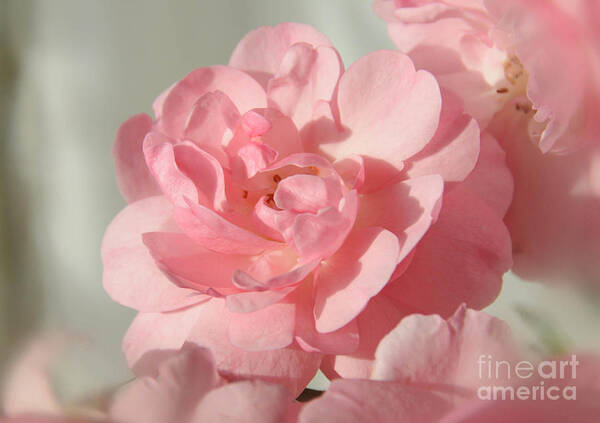 Pink Art Print featuring the photograph Pretty In Pink by Sarah Schroder