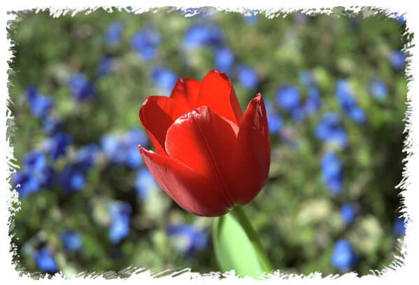 Flower Art Print featuring the photograph Red Baby by Arthur Fix