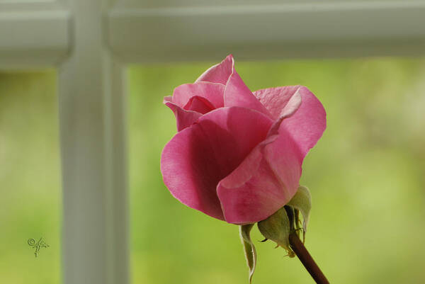 Window Art Print featuring the photograph Rose Complimentary by Arthur Fix