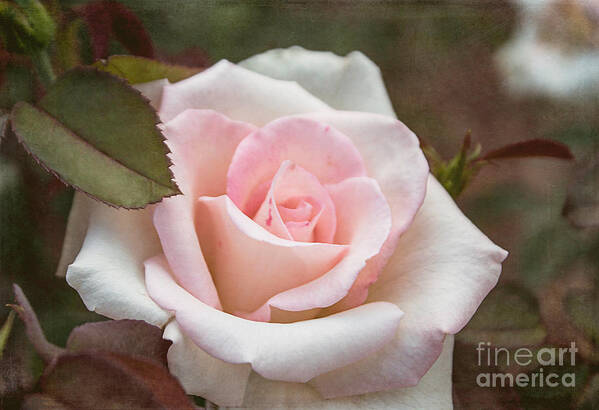 Pink Art Print featuring the photograph Softly Spoken by Arlene Carmel