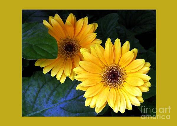 Greeting Cards Art Print featuring the digital art Yellow Dahlias #1 by Dale  Ford