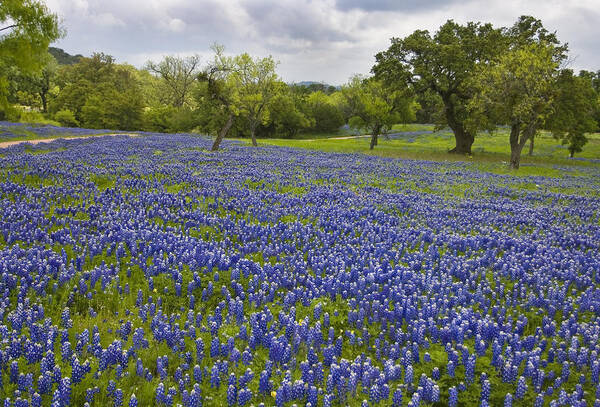 Texas Art Print featuring the photograph Willow City Loop 3 by Paul Huchton