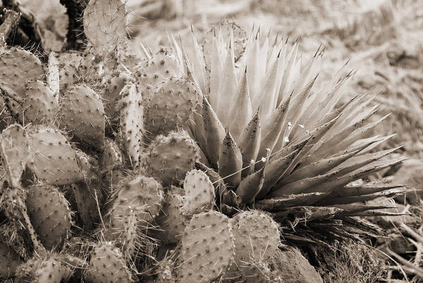 Prickly Pear Cactus Art Print featuring the photograph Cactus by Bob Coates