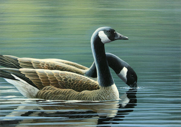 Canada Geese Art Print featuring the painting Canada Geese by Mark Mittlesteadt