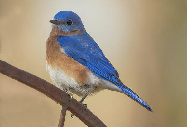 Birds Art Print featuring the photograph Eastern Blue Bird Male by David Waldrop