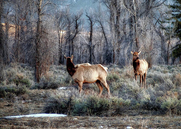 Elk Art Print featuring the photograph Elk by Jim Hill