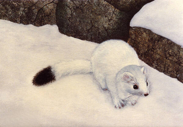 Wildlife Art Print featuring the painting Ermine In Winter by Frank Wilson