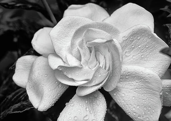 Gardenia Jasminoides Art Print featuring the photograph Gardenia the Scent of the South by JC Findley