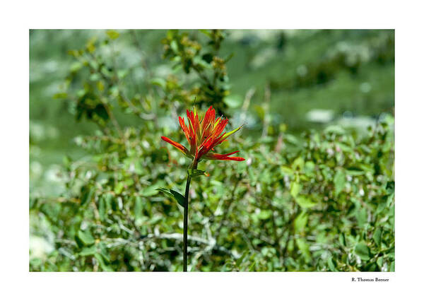  Art Print featuring the photograph Indian Paint Brush by R Thomas Berner