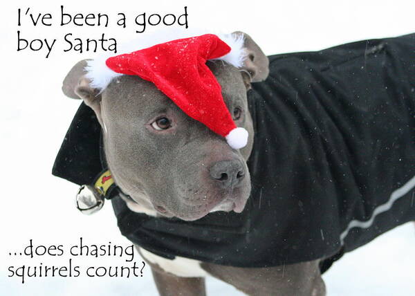 Pit Bull Art Print featuring the photograph Pit Bull Christmas Two by Sue Long