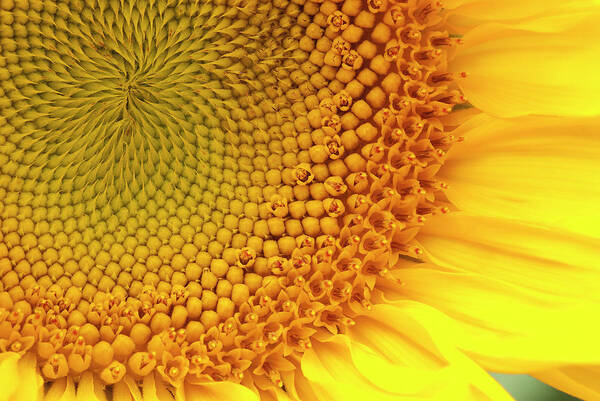 Sunflower Art Print featuring the photograph Sunflower by Windy Osborn
