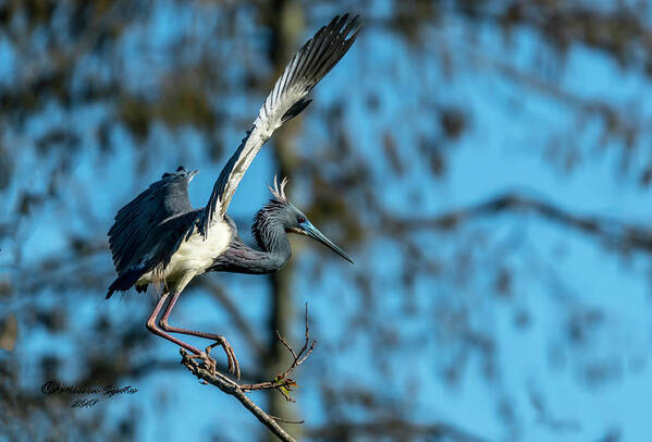 Nesting Art Print featuring the photograph The Stage Entry by Marvin Spates