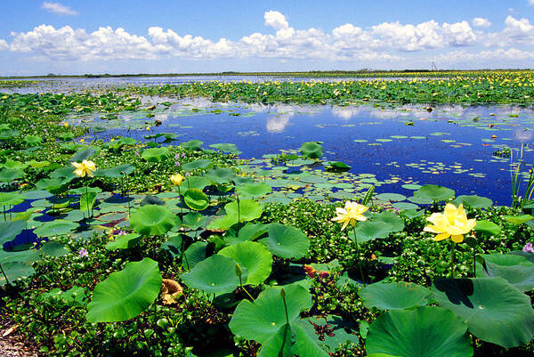 Louisiana Outback Art Print featuring the photograph Water lilies along the Creole Nature Trail by Thomas R Fletcher