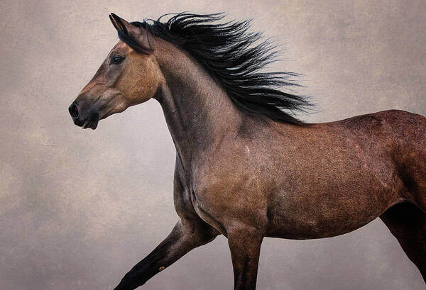 Horse Art Print featuring the photograph Knox - Horse Art by Lisa Saint
