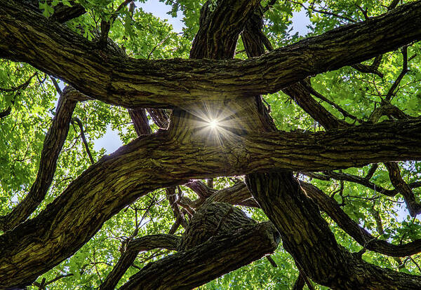 Oak Art Print featuring the photograph Photon Entanglement - sunlight beaming through peephole of tangled oak limbs by Peter Herman