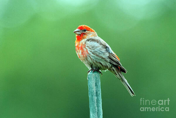 Nature Art Print featuring the photograph Red Finch by Kristine Anderson