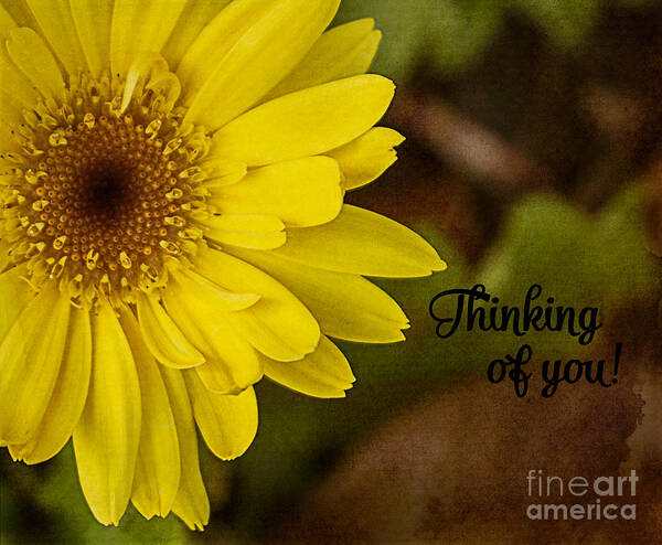 Daisy Art Print featuring the photograph Thinking Of You by Arlene Carmel