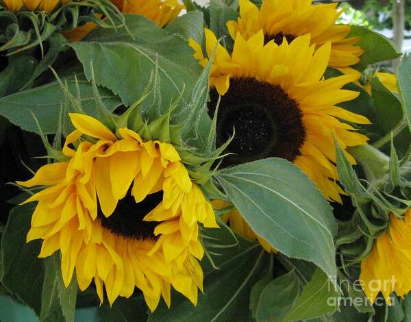 Sunflower Art Print featuring the photograph A Wink And A Nod by Arlene Carmel
