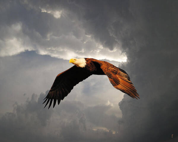 Bald Eagle Art Print featuring the photograph Above the Storm by Jai Johnson