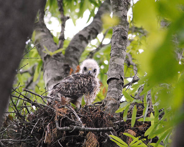 Red Shouldered Hawk Art Print featuring the photograph Baby Red Shouldered Hawk by Jai Johnson