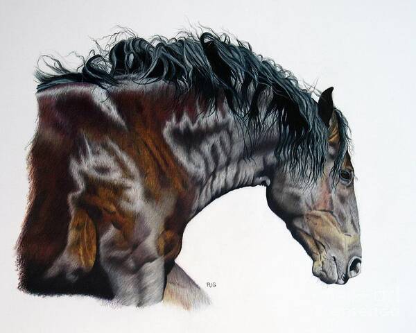 Horse Art Print featuring the drawing Bellus Equus by Rosellen Westerhoff