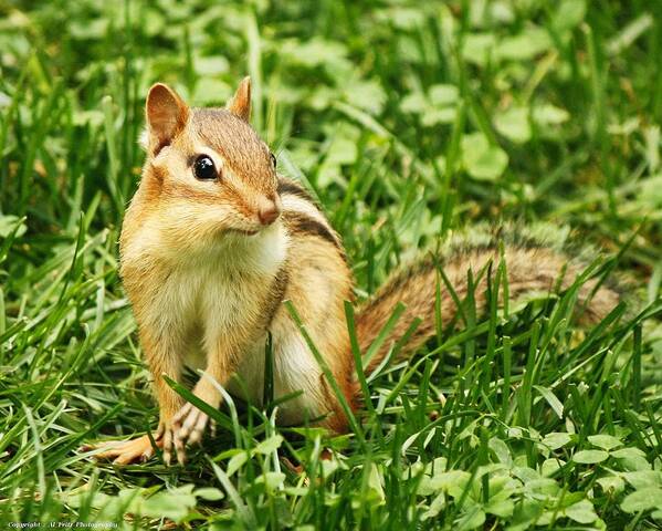 Animals Art Print featuring the photograph Chipmunk Delight by Al Fritz