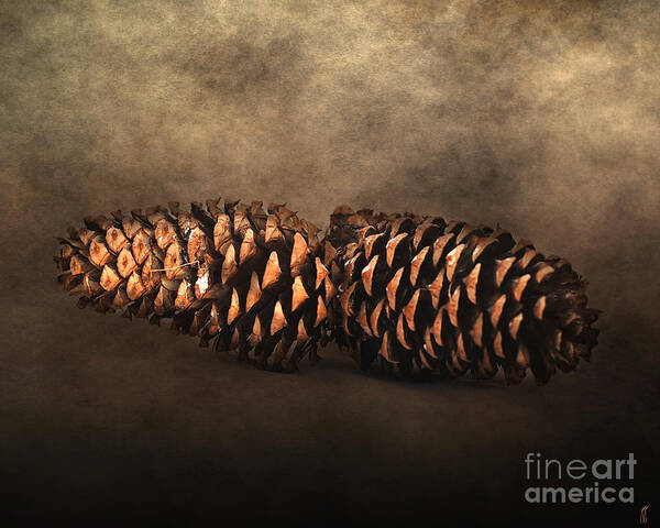 Decorating In Autumn Art Print featuring the photograph Fallen Pine Cones by Jai Johnson