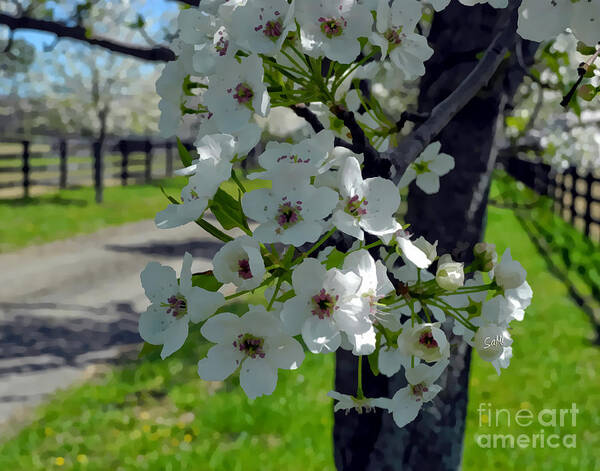 Landscape Art Print featuring the photograph Flowering pear by Sami Martin