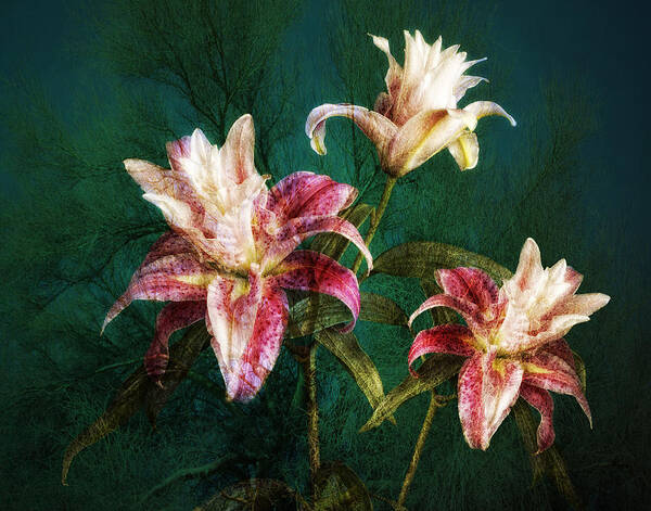 Rose Lily Art Art Print featuring the photograph Rose Lily Number Three by Bob Coates