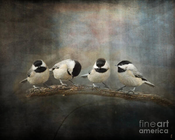 Black Capped Chickadee Art Print featuring the photograph Sisterhood by Jai Johnson