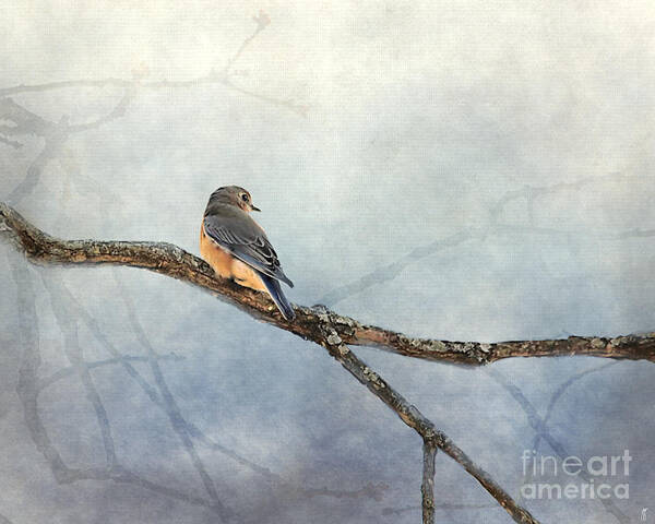 Bird Art Print featuring the photograph Solitude by Jai Johnson