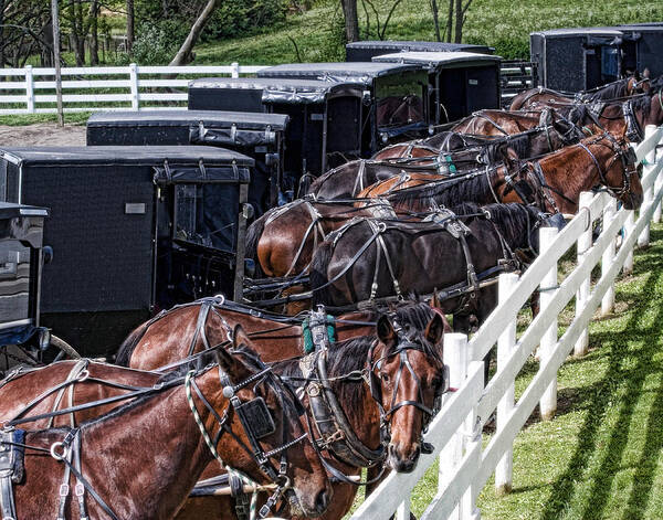 Horse Art Print featuring the photograph Amish Parking Lot by Tom Mc Nemar