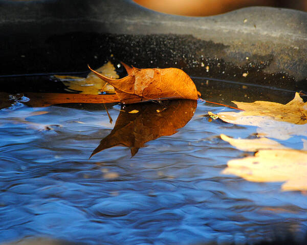 Autumn Art Print featuring the photograph Autumn's Reflection by Jai Johnson