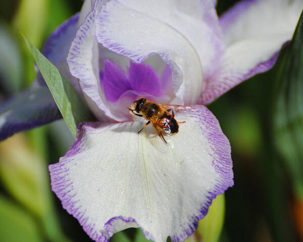 Beautiful Iris Art Print featuring the photograph Bee on the Iris by Jai Johnson