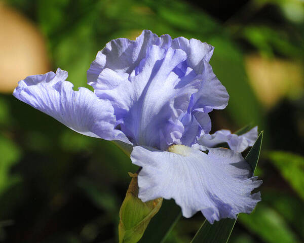 Beautiful Iris Art Print featuring the photograph Lilac Blue Iris Flower by Jai Johnson