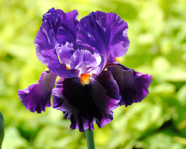 Flower Art Print featuring the photograph Purple and Orange Iris by Jai Johnson