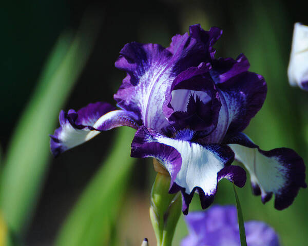 Beautiful Art Print featuring the photograph Purple and White Iris by Jai Johnson
