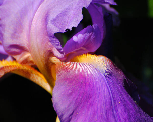 Beautiful Iris Art Print featuring the photograph Purple and Yellow Iris Close Up II by Jai Johnson