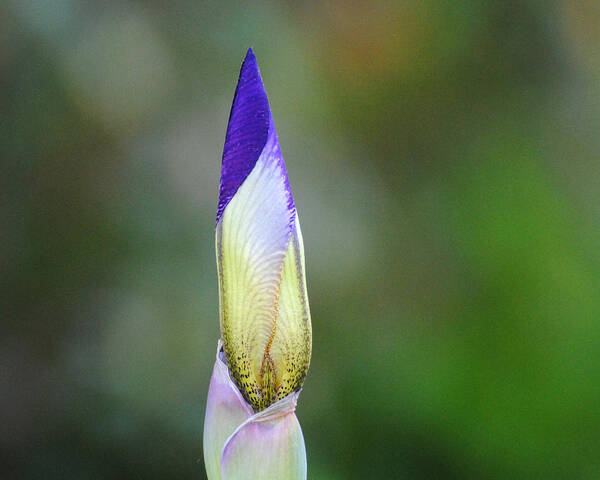 Beautiful Iris Art Print featuring the photograph Purple and Yellow Iris Flower Bud by Jai Johnson