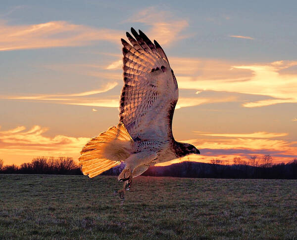  Red Tail Hawk Art Print featuring the photograph A Sunset Flight by M Three Photos