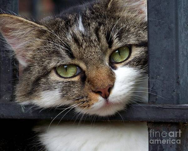 Cat Art Print featuring the photograph Behind Bars by Jai Johnson