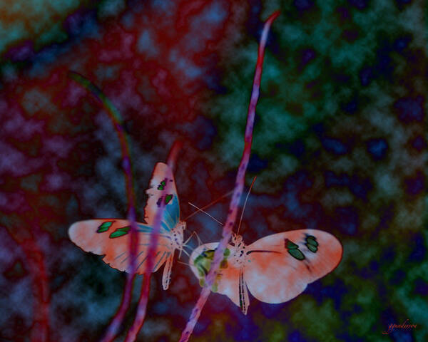 Butterfly Art Print featuring the photograph Butterfly Dream by Gary Gunderson