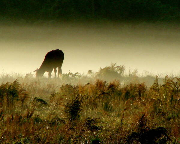Cow Art Print featuring the photograph Grazing on a Misty Morning by Kimberly Camacho