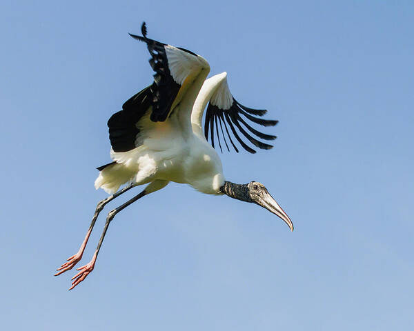 Dawn Currie Photography Art Print featuring the photograph Initiate Flight by Dawn Currie