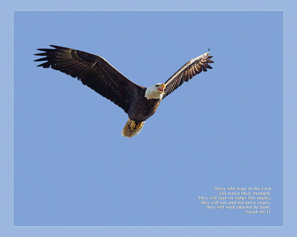 Bible Art Print featuring the photograph Isaiah 40 31 by Dawn Currie