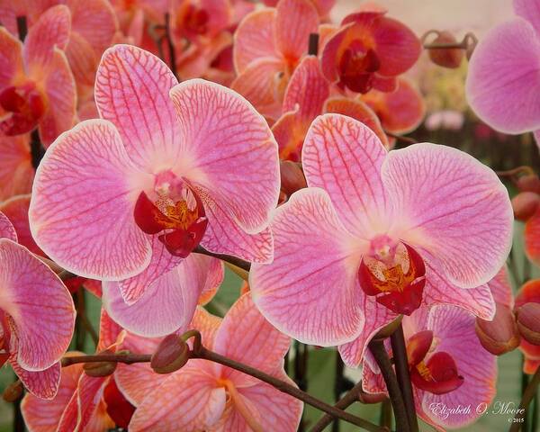 Pink Art Print featuring the photograph Pink Orchid, Coral Topaz by Elizabeth Moore