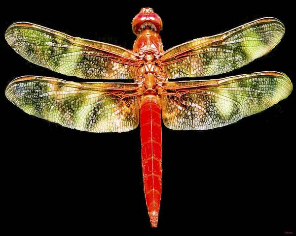 Red Art Print featuring the photograph Red Dragonfly by Tony Grider