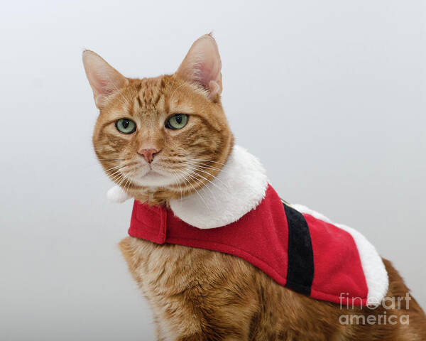 Red Tubby Cat Photograph Art Print featuring the photograph Red Tubby Cat Tabasco Santa Clause by Irina ArchAngelSkaya